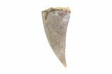 Cretaceous Crocodile Tooth - Hell Creek Formation #71207-1